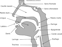 struttura orecchio