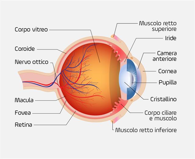 struttura orecchio